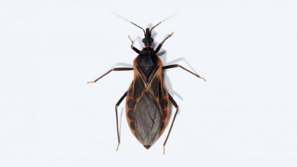 Con aporte de Científicos Argentinos descifran el genoma de la vinchuca