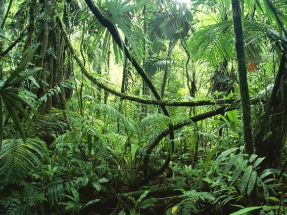 Invasión de lianas en los bosques tropicales