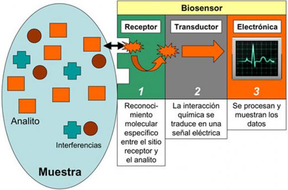 Docentes Argentinos producen un novedoso inmunosensor‏