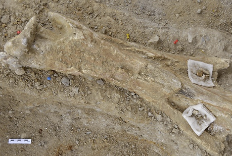 Hallan restos de un enorme mamut en un yacimiento de Tarragona