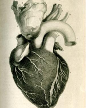 Convierten células de piel en músculo cardiáco