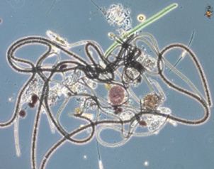 Mexicanos estudian biodiversidad de organismos.