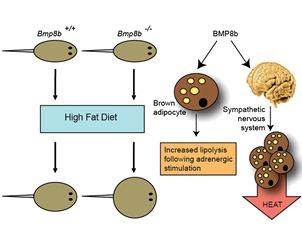 Descubren proteína que quema grasa