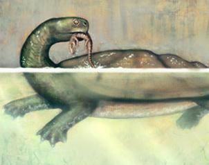 Estudian fósil de tortuga gigante.