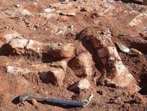 Cientificos Argentinos descubren nueva especie de dinosaurio