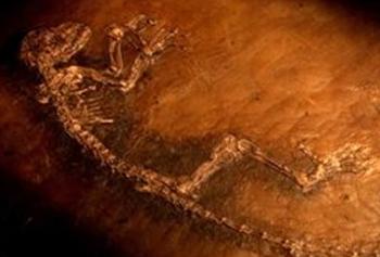 ¿es éste el "eslabón perdido"?