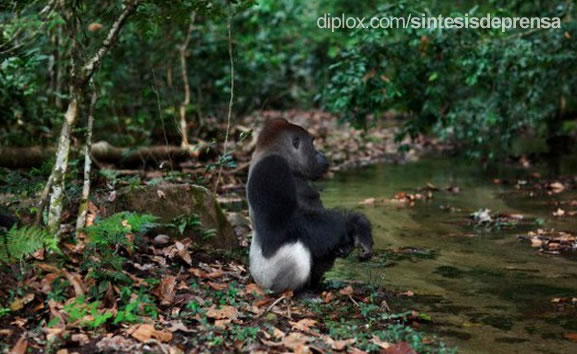 Un nuevo VIH acecha en la jungla africana