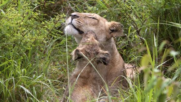 Por qué algunos animales matan a sus crías.
