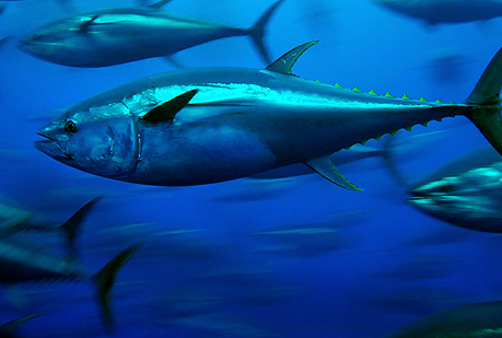 Atún con radiación de Fukushima.