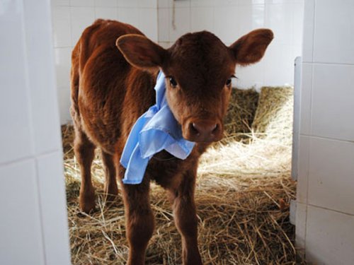 Rosita, la ternera clonada en Argentina, pronto dará leche humanizada