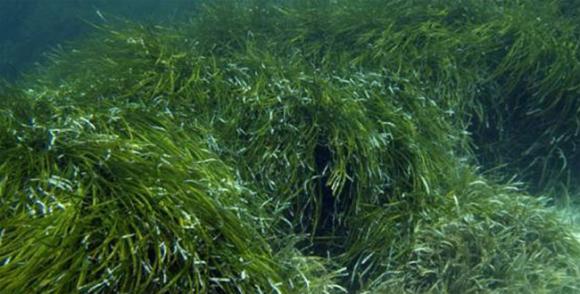 Las praderas marinas, dos veces más efectivas que los bosques en contra el cambio climático