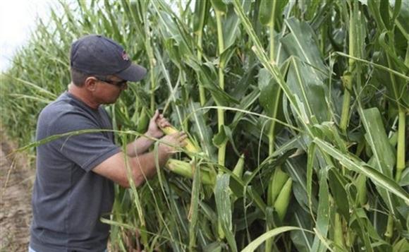 Mexicanos crean maíz resistente a sequías y frío extremo.