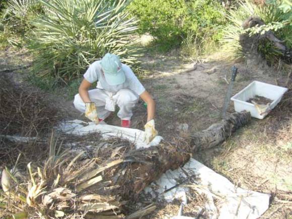 Científicos Argentinos hallan un virus que paraliza y mata a las vinchucas
