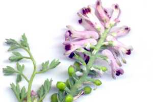 Propiedades medicinales de la Fumaria.