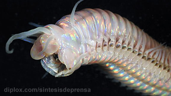 FOTOS INÉDITAS: captan extrañas criaturas en el fondo marino de Nueva Zelanda