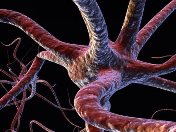 ¿Te preocupa tu cerebro?