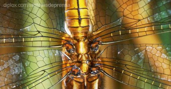 Insectos gigantescos se ´achicaron´ ante la evolución de las aves