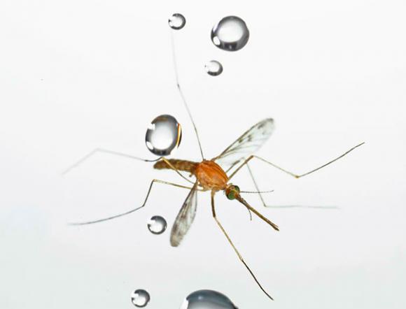 ¿Cómo consiguen los mosquitos volar bajo la lluvia?