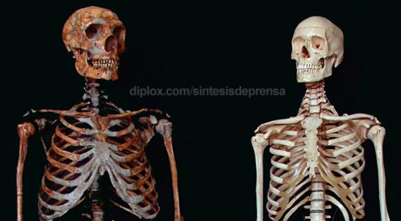 El Homo Sapiens ´mira por encima del hombro´ a sus antepasados