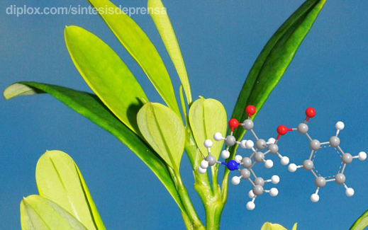 ¿Cómo se produce la cocaína en la planta de coca?