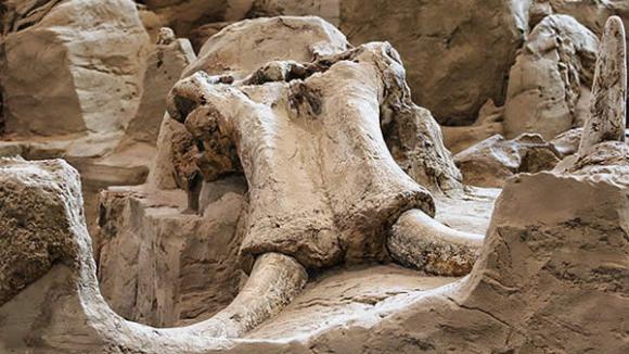 En busca de zarzamoras encuentran los restos de un mamut en Iowa 