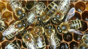El virus que está matando abejas por millones