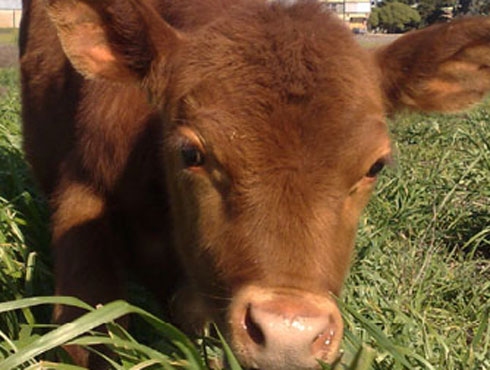 La primera vaca en el mundo que produce leche maternizada es Argentina‏