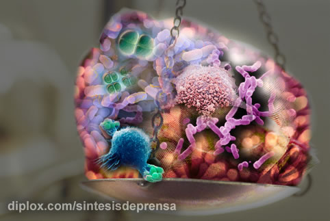 Peso que no se quita: las bacterias nos ‘regalan’ al menos un kilo en la báscula