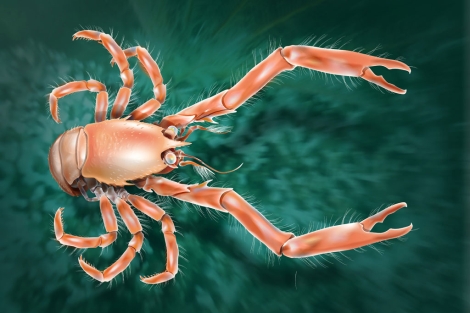 Hallan una nueva especie de cangrejo en las profundidades de Galicia