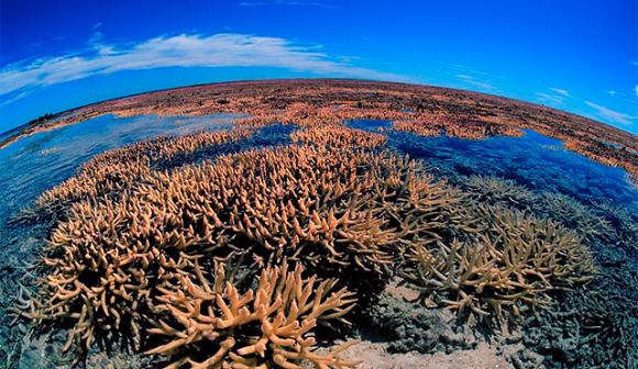 Australia creará la red de reservas marinas más grande del mundo