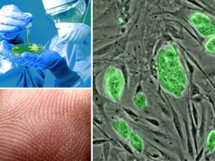 Cientificos Argentinos avanzan en la creación de piel con células madre