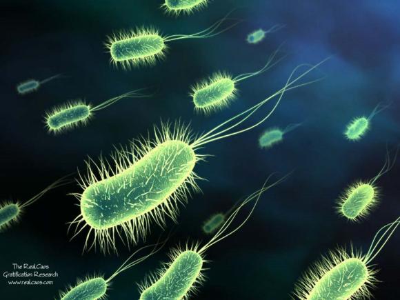 Científicos Argentinos identifican un mecanismo crucial para combatir las Super bacterias