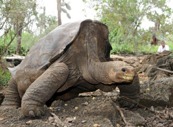 Murió el ¨Solitario Jorge¨, la última tortuga de su especie