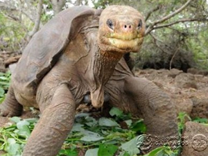 Muere ¨Solitario George¨ y desaparece la subespecie Chelonoidis Abingdoni