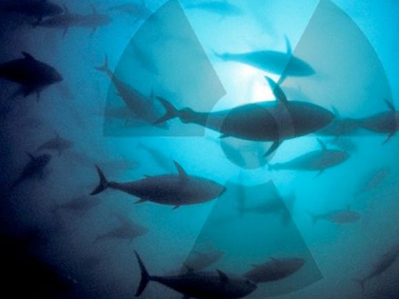 Japón detecta altos niveles de cesio radiactivo en peces de agua dulce de Fukushima