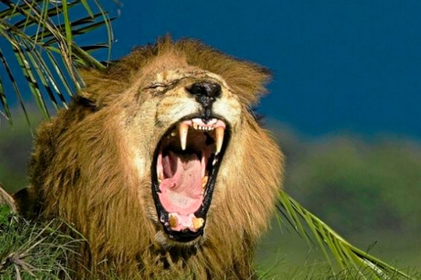 Las mafias asiáticas de cuernos de rinoceronte apuntan ahora al león sudafricano.