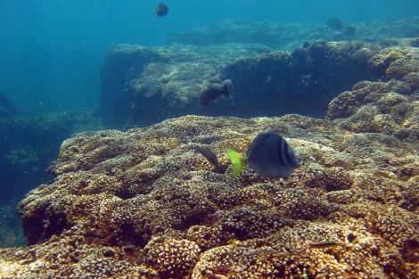 Un cambio climático colapsó durante miles de años los arrecifes de coral