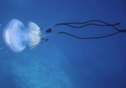 Una extraña medusa gigante reaparece en el Mediterráneo