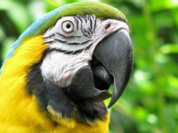 Un loro muy inteligente