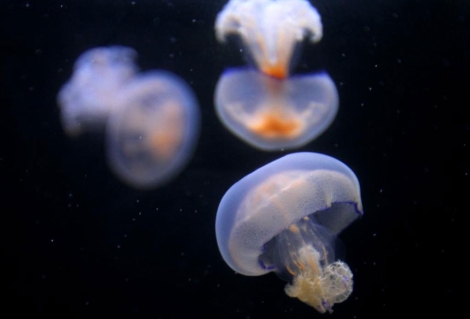 El ´cóctel perfecto´ para un verano plagado de medusas