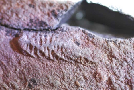 Los animales más antiguos, conservados en la lava de un volcán