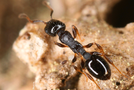 Las ondas de los móviles desorientan a las hormigas
