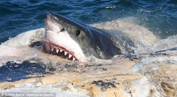 Tiburones blancos fotografiados mientras devoran una ballena muerta.