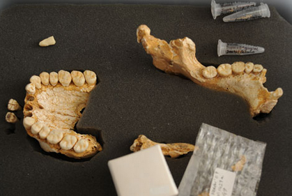 Los neandertales se medicaban con manzanilla.