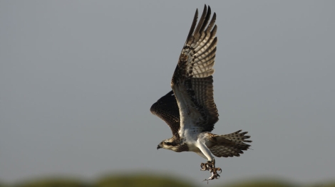 El águila pescadora regresa a la Península ibérica tras 60 años desaparecida.