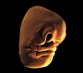 Así se forma el rostro en un embrión.