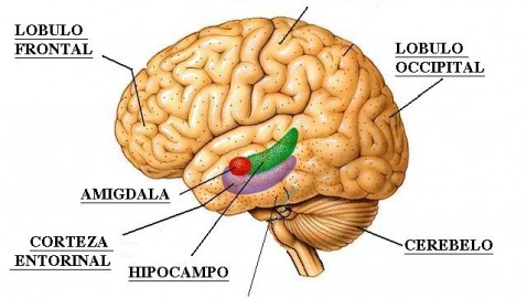 Una buena salud nerviosa podría conservar la inteligencia en el envejecimiento