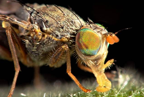 Los murciélagos cazan a las moscas en pleno acto sexual