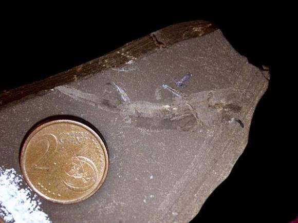 Presentan el fósil del tiburón más pequeño conocido