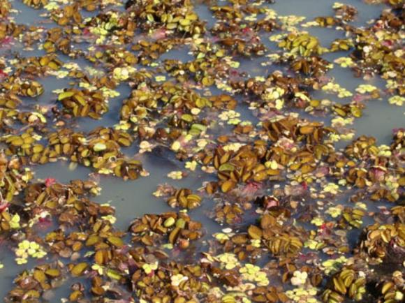 Ensayan en Argentina un novedoso sistema para tratar sus efluentes cloacales